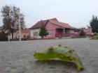 Cudo Iz Zablje Perspektive. D. Benak