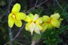 IMG_2684a
