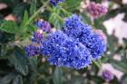 IMG_2696a