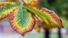 _MG_0017