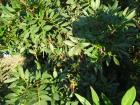 SAM_0376