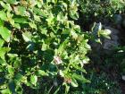 SAM_0377