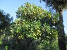 SAM_0379