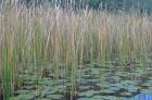 Image009