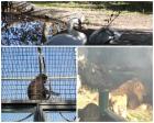 U ZOO Vrtu