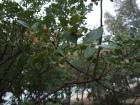 DSCF7279