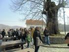Gupeva Lipa U Gornjoj Stubici Visine 9 M I Opsega Debla Od 4,9 M