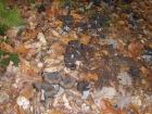 Crna Truba- 