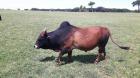 Zebu Ili Sveto Indijsko Govedo