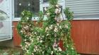DSC03346