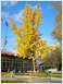 Ginko