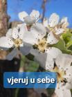 Ivana S