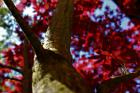 IMG_2862 Copy 6