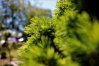 IMG_2864 Copy 7