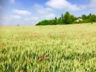 Thumbnail_IMG-3277