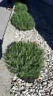 20160629_084205_resized