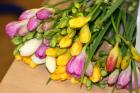 IMG_8689 (1024x683)