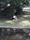 ZG, ZOO (1)