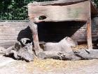 ZG, ZOO (2)