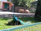 ZG, ZOO (3)