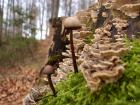 Gljive (1)
