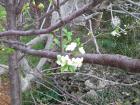 Proljece (2)