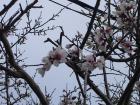 Proljece (4)