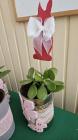 IMG-20240327-WA0017