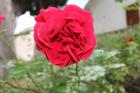 Tonina Baraba 5. Razred