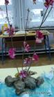 004-Picture 036