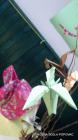 035-Picture 078