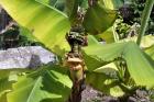 Visovac - Banana!