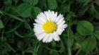 Sunce Mihaela Jambrei