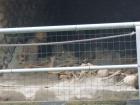 Torre Del Greco Prosinac 2014 013