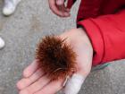 20211028_kestenijada_bozica_o_rude_samobor_razredna_07