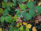 20211028_kestenijada_bozica_o_rude_samobor_razredna_10