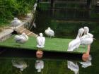 20200510_manja_vas_rude_podruNa_osnovna_kola_zoo_etnja_zagrebom_razredna_nastava_28