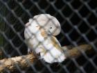 20200510_manja_vas_rude_podruNa_osnovna_kola_zoo_etnja_zagrebom_razredna_nastava_31