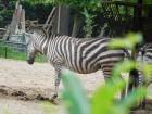 20200510_manja_vas_rude_podruNa_osnovna_kola_zoo_etnja_zagrebom_razredna_nastava_36