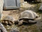 20200510_manja_vas_rude_podruNa_osnovna_kola_zoo_etnja_zagrebom_razredna_nastava_39
