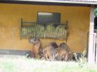 20200510_manja_vas_rude_podruNa_osnovna_kola_zoo_etnja_zagrebom_razredna_nastava_41