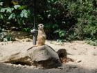 20200510_manja_vas_rude_podruNa_osnovna_kola_zoo_etnja_zagrebom_razredna_nastava_42