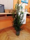 IMG-20241015-WA0037