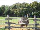 Brijuni_20150517_0061