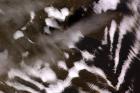 Falkland Is., South America 51.69 S, 60.23 W