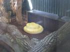 Albino Piton...