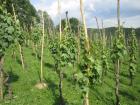 ...Zagorski Vinograd...