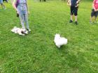 IMG_20180529_164943_1