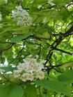 IMG_20180605_120118
