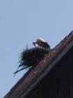 IMG-085c9121fd70d50951bc9227996c2630-V
